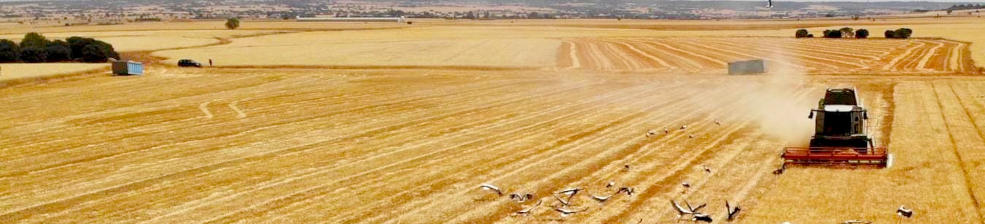 Javier Ferraz cosechando un campo de un cliente